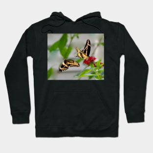 Tiger Swallowtail Courtship Hoodie